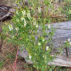 Melilotus albus (Bokhara) at Whitlam, ACT - 18 Jul 2023 by SarahHnatiuk