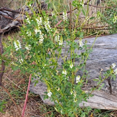 Melilotus albus (Bokhara Clover) at Whitlam, ACT - 18 Jul 2023 by SarahHnatiuk