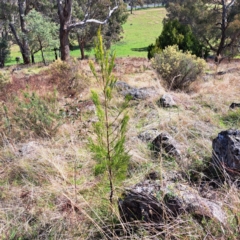 Exocarpos cupressiformis (Cherry Ballart) at Belconnen, ACT - 24 Apr 2023 by SarahHnatiuk