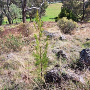 Exocarpos cupressiformis at Mount Painter - 24 Apr 2023