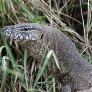 Varanus rosenbergi at Illilanga & Baroona - suppressed