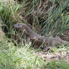 Varanus rosenbergi at Illilanga & Baroona - suppressed