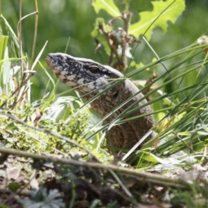 Varanus rosenbergi at Illilanga & Baroona - suppressed