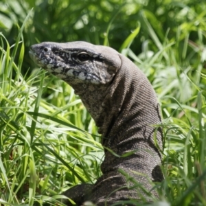 Varanus rosenbergi at Illilanga & Baroona - suppressed