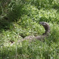 Varanus rosenbergi at Illilanga & Baroona - suppressed