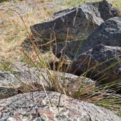 Lepidosperma laterale (Variable Sword Sedge) at Mount Painter - 24 Apr 2023 by SarahHnatiuk