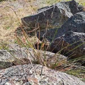 Lepidosperma laterale at Mount Painter - 24 Apr 2023