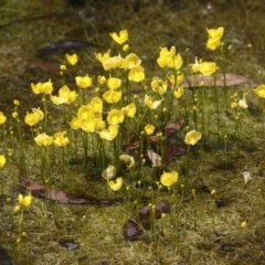 Utricularia gibba (Floating Bladderwort) at Michelago, NSW - 17 Feb 2021 by Illilanga