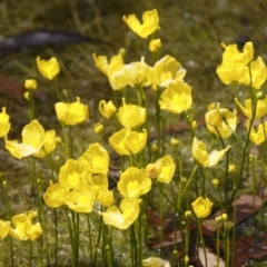 Utricularia gibba at Illilanga & Baroona - 17 Feb 2021