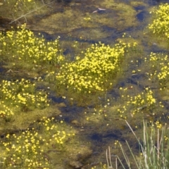 Utricularia gibba at Illilanga & Baroona - 17 Feb 2021