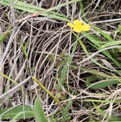 Hypericum gramineum (Small St Johns Wort) at The Pinnacle - 4 Nov 2023 by sangio7