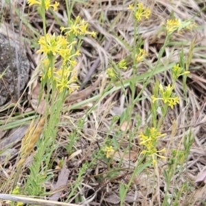 Pimelea curviflora at The Pinnacle - 4 Nov 2023