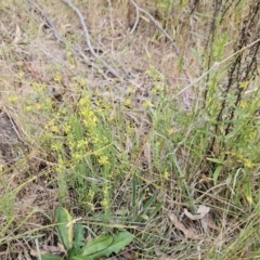 Pimelea curviflora at The Pinnacle - 4 Nov 2023