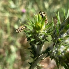 Euribia solstitialis (Nodding Thistle Gall Fly) at Hall, ACT - 7 Nov 2023 by Rosie