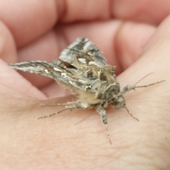 Chrysodeixis argentifera at QPRC LGA - 9 Nov 2023 05:56 PM