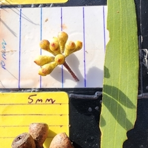 Eucalyptus pauciflora subsp. pauciflora at Curtin, ACT - 9 Nov 2023