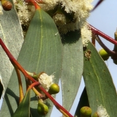 Eucalyptus pauciflora subsp. pauciflora at Curtin, ACT - 9 Nov 2023