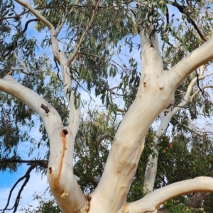 Eucalyptus pauciflora subsp. pauciflora at Curtin, ACT - 9 Nov 2023