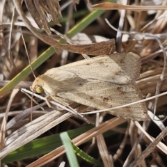 Helicoverpa punctigera (Native Budworm) at Bungendore, NSW - 9 Nov 2023 by Csteele4