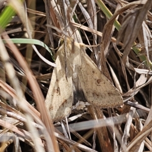 Helicoverpa punctigera at QPRC LGA - 9 Nov 2023