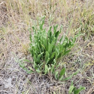 Hackelia suaveolens at The Pinnacle - 4 Nov 2023