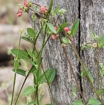 Einadia nutans (Climbing Saltbush) at The Pinnacle - 4 Nov 2023 by sangio7