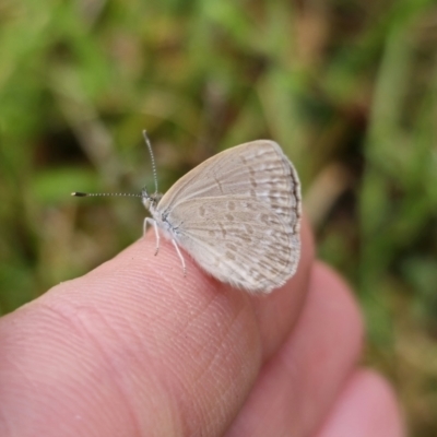 Zizina otis (Common Grass-Blue) at QPRC LGA - 9 Nov 2023 by Csteele4