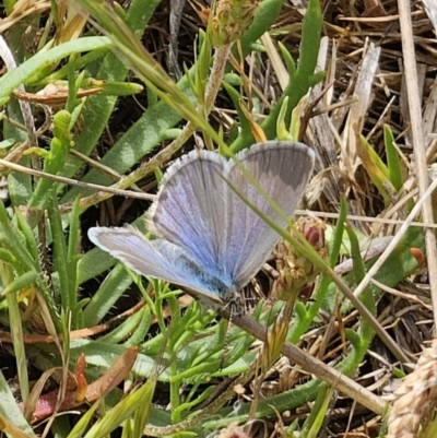 Zizina otis (Common Grass-Blue) at Gidleigh TSR - 9 Nov 2023 by Csteele4