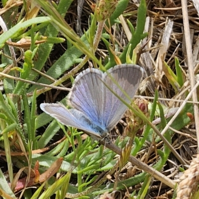 Zizina otis (Common Grass-Blue) at Bungendore, NSW - 9 Nov 2023 by Csteele4