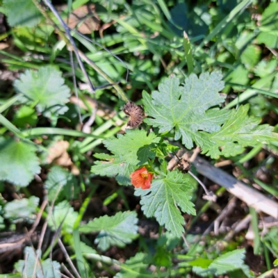 Modiola caroliniana (Red-flowered Mallow) at Mount Painter - 24 Apr 2023 by SarahHnatiuk