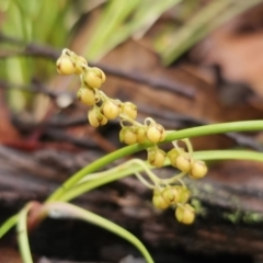 Lomandra filiformis (Wattle Mat-rush) at QPRC LGA - 9 Nov 2023 by Csteele4