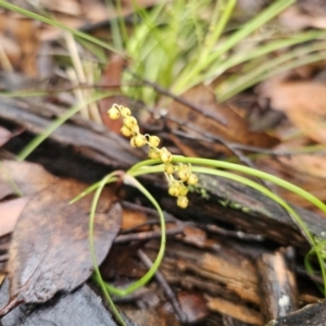 Lomandra filiformis at QPRC LGA - 9 Nov 2023