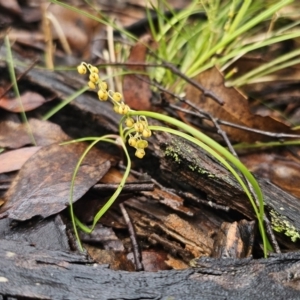 Lomandra filiformis at QPRC LGA - 9 Nov 2023 02:22 PM