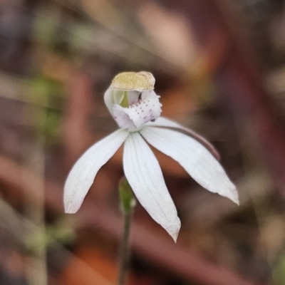 Caladenia moschata (Musky Caps) at Tallaganda State Forest - 9 Nov 2023 by Csteele4