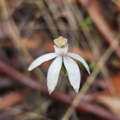 Caladenia moschata at QPRC LGA - suppressed