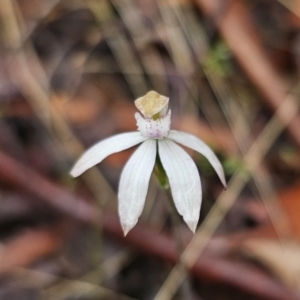 Caladenia moschata at QPRC LGA - 9 Nov 2023