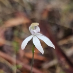 Caladenia moschata at QPRC LGA - 9 Nov 2023