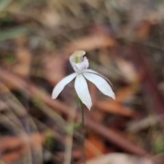 Caladenia moschata at QPRC LGA - 9 Nov 2023