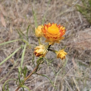 Xerochrysum viscosum at The Pinnacle - 5 Nov 2023