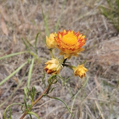 Xerochrysum viscosum (Sticky Everlasting) at Belconnen, ACT - 5 Nov 2023 by sangio7