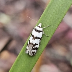 Philobota impletella Group (A concealer moth) at Tallaganda State Forest - 9 Nov 2023 by Csteele4