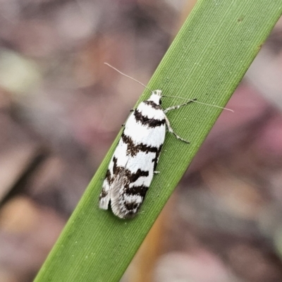 Philobota impletella Group (A concealer moth) at Rossi, NSW - 9 Nov 2023 by Csteele4