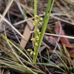 Lomandra filiformis at QPRC LGA - 9 Nov 2023 06:54 PM