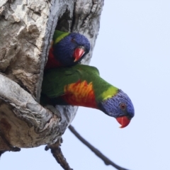 Trichoglossus moluccanus at Higgins, ACT - 9 Nov 2023