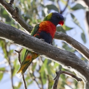 Trichoglossus moluccanus at Higgins, ACT - 9 Nov 2023