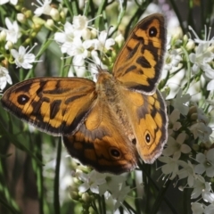 Heteronympha merope (Common Brown Butterfly) at Higgins, ACT - 9 Nov 2023 by AlisonMilton