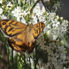 Heteronympha merope at Higgins, ACT - 9 Nov 2023 03:13 PM