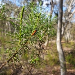 Lycidae sp. (family) (Net-winged beetle) at Yarralumla, ACT - 6 Nov 2023 by Ella