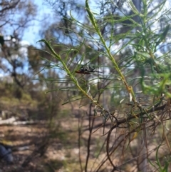 Lycidae sp. (family) at Stirling Park (STP) - 6 Nov 2023 04:27 PM