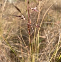 Rytidosperma pallidum (Red-anther Wallaby Grass) at Griffith Woodland - 9 Nov 2023 by AlexKirk